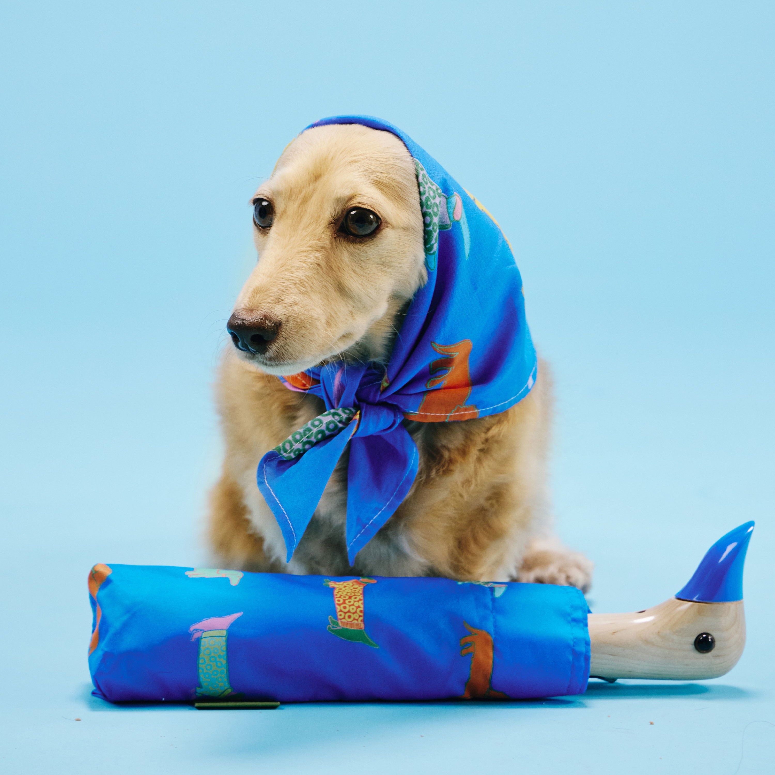 duckhead-dog-bandanas-hundetuch-dogs-in-blue-blau image 4